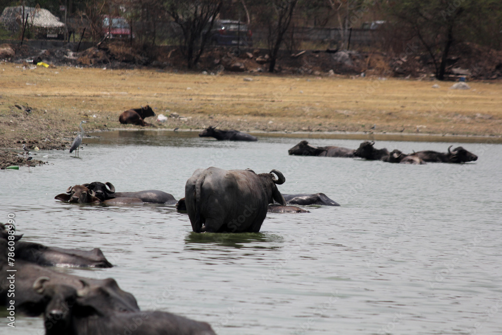 close up shot of buffalo italian buffalo and indian buffalo at water lake close up shot of buffalo italian buffalo and indian buffalo at water lake