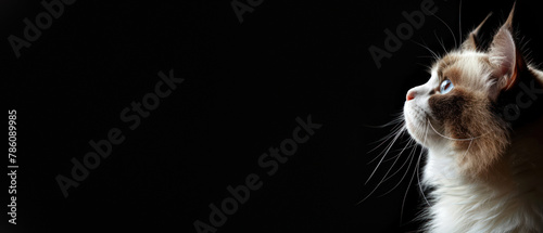 An eloquent long-haired cat with piercing eyes captured looking up as if admiring something tall or high above photo