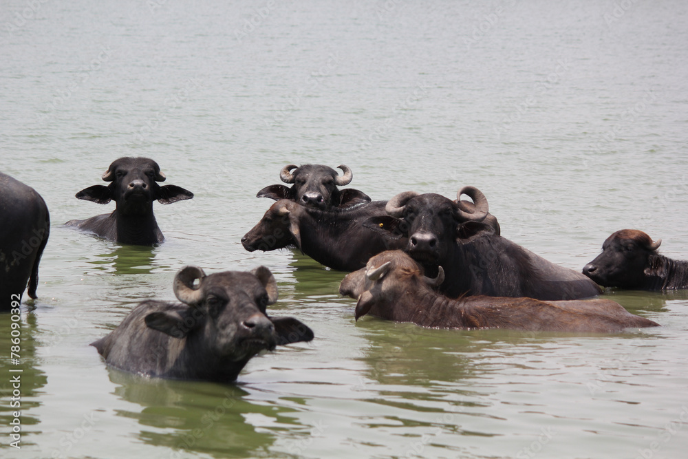 close up shot of buffalo italian buffalo and indian buffalo at water lake close up shot of buffalo italian buffalo and indian buffalo at water lake