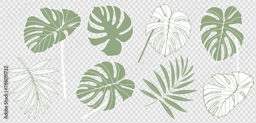 Vector summer set of green tropical plants and leaves isolated on transparent background. Monsetra and fern leaves to create a variety of designs and prints.