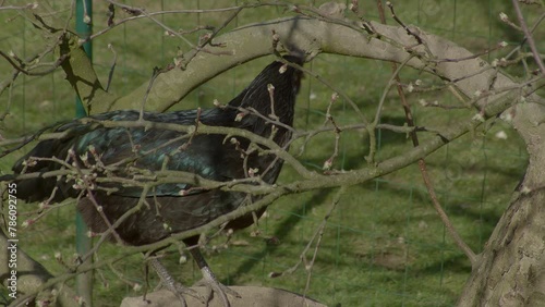 Black Rooster stepping on stone in front of a branches in a sunny weather on farm near the big city