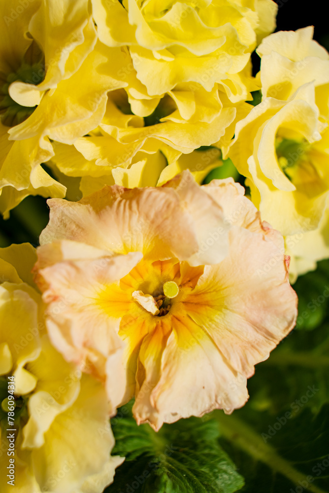 Fototapeta premium yellow primrose in the pot