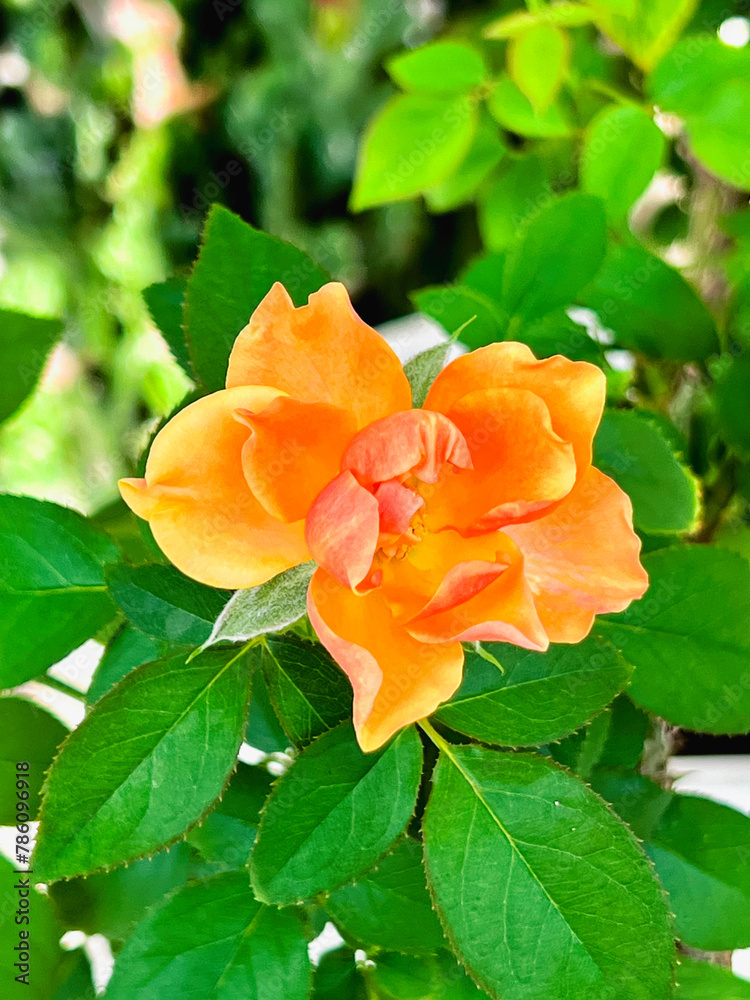 The mutation of Yellow Mustrard Rose from hot weather,Crinkled petals, The mutation of Yellow Mustrard Rose from hot weather,Crinkled petals,