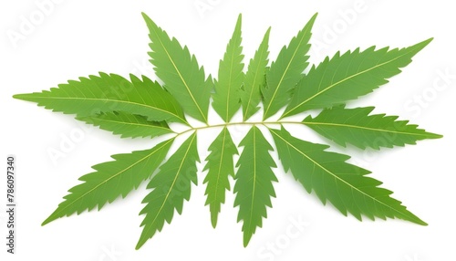 Medicinal neem leaf isolated on white background