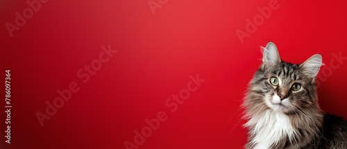 Showcasing a majestic long-haired cat in a dignified pose, complemented by an intense crimson backdrop