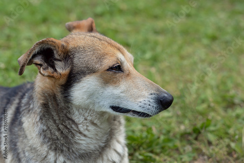 Mongrel dog rests in a meadow on a summer day. Sunny day is too hot. Concept of happy life, care. © Nastassia