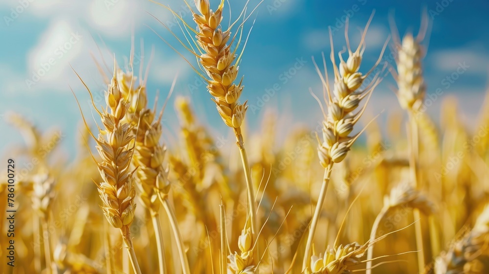 Naklejka premium Agricultural wheat cultivation during the summer months