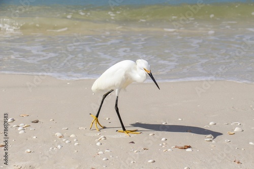 Vertical shot of a snowy egret on the beach surrounded by the sea with a blurry background