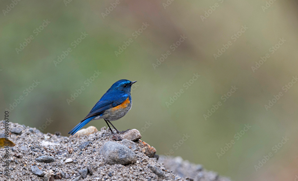 Neora Valley National Park is a national park,Kalimpong district, West Bengal, India. Himalayan bluetail, also called the Himalayan red-flanked bush-robin , Tarsiger rufilatus Neora Valley National Park is a national park,Kalimpong district, West Bengal, India. Himalayan bluetail, also called the Himalayan red-flanked bush-robin , Tarsiger rufilatus
