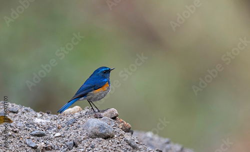 Neora Valley National Park is a national park,Kalimpong district, West Bengal, India. Himalayan bluetail, also called the Himalayan red-flanked bush-robin , Tarsiger rufilatus