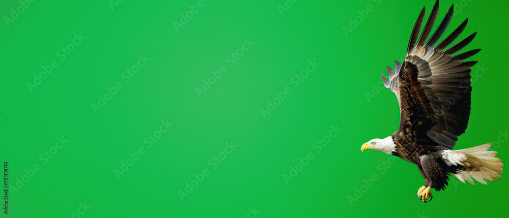 Fototapeta premium A dynamic image of an eagle captured mid-flight with wings spread wide, presenting a sense of freedom on a green screen backdrop