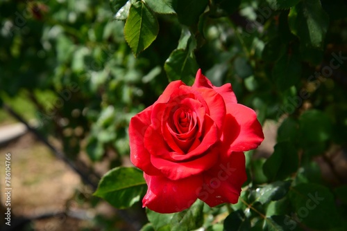 Closeup of a red rose on the shrub