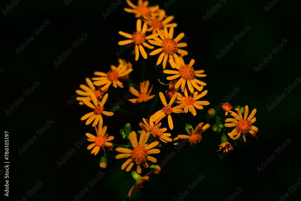 Pile of orange flowers on a black background Pile of orange flowers on a black background