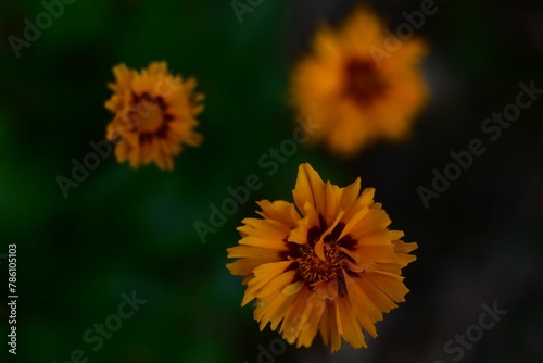 Closeup of blooming Coreopsis grandiflora flowers isolated in blurred background