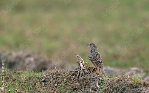 Manas National Park, Assam, India. West Bengal, India. Bush lark, Mirafra javanica photo