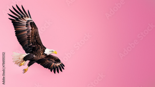 A breathtaking image of a bald eagle in mid-flight, its wings fully extended against a gentle pink backdrop photo