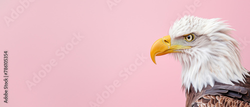 Detailed portrait of a bald eagle from a side profile, showcasing its yellow beak and intense eyes photo