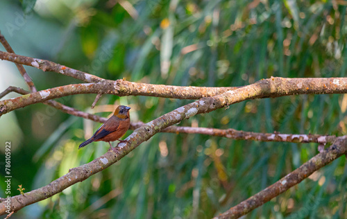 Rishop, West Bengal, India. Golden-naped finch female, Pyrrhoplectes epauletta