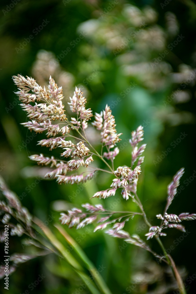 Vertical closeup of a Yorkshire fog plant surrounded by lush greenery in a sunny garden Vertical closeup of a Yorkshire fog plant surrounded by lush greenery in a sunny garden