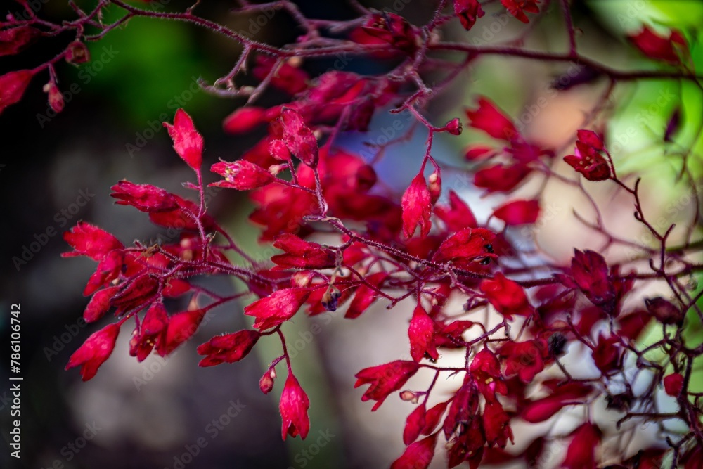 Closeup of beautiful, vibrant red coral bells in a sunny garden in the countryside Closeup of beautiful, vibrant red coral bells in a sunny garden in the countryside