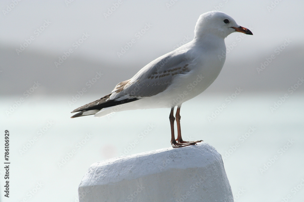 Seagull bird perching on a white surface against a blurred background Seagull bird perching on a white surface against a blurred background