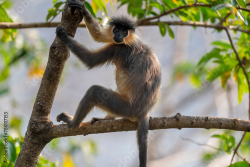 Manas National Park, Assam, India. Capped langur, Native to Bangladesh, Bhutan, India, and Myanmar. Trachypithecus pileatus. Vulnerable with population decreasing © RealityImages