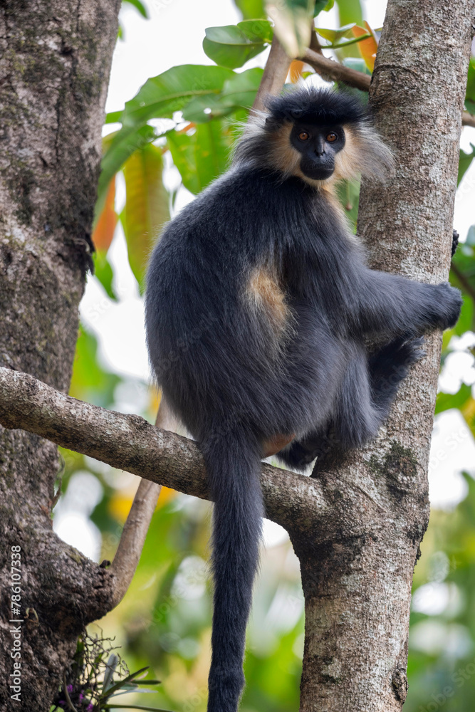 Obraz premium Manas National Park, Assam, India. Capped langur, Native to Bangladesh, Bhutan, India, and Myanmar. Trachypithecus pileatus. Vulnerable with population decreasing