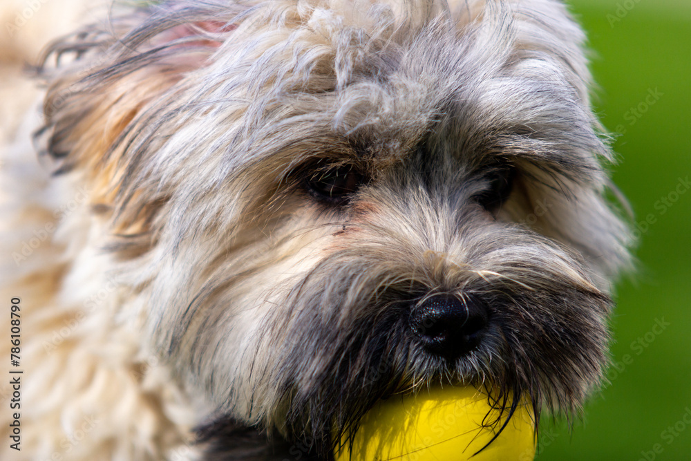 Closeup shot of an adorable fluffy dog with a yellow ball in its mouth