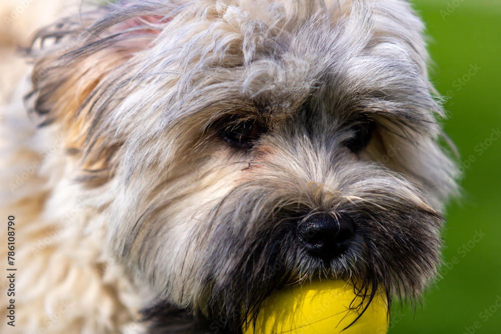 Closeup shot of an adorable fluffy dog with a yellow ball in its mouth Closeup shot of an adorable fluffy dog with a yellow ball in its mouth
