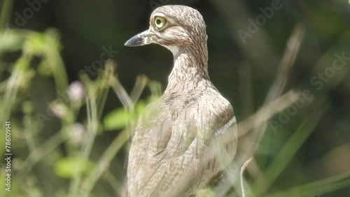 Closeup of a Senegal thick-knee relaxing under the tree photo