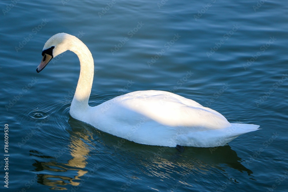 Beautiful white swan swimming alone in Danube River Beautiful white swan swimming alone in Danube River