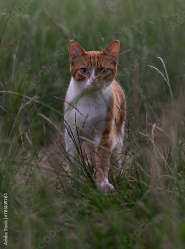 Vertical closeup of a cute orange tabby cat behind the grass in a field