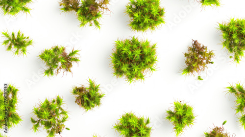 Green moss  isolated on white background