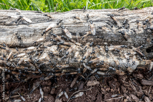 A species of winged black ants in an anthill
