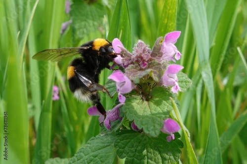 The bumblebee sucks the tasty sweet nectar from a field flower