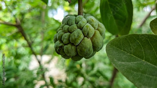Closeup shot of a green Sugar-apple fruit on a tree on an isolated background photo