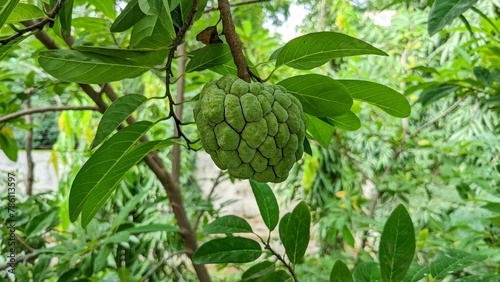 Closeup shot of a green Sugar-apple fruit and the leaves of the plant in a tropical garden photo