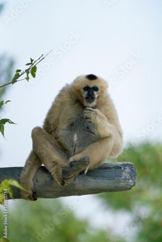 Vertical shot of a gibbon monkey sitting on a tree branch