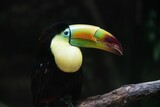 Closeup shot of a tropical keel-billed toucan perched on a tree branch