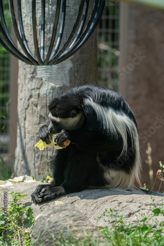 Vertical closeup shot of a colobus monkey eating food at a zoo photo