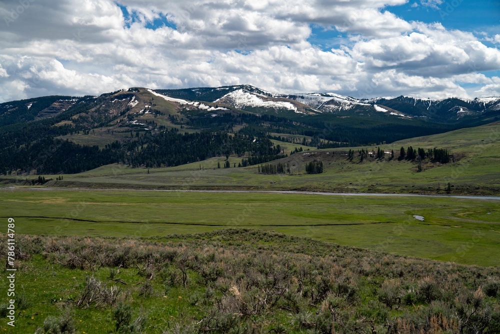 Fototapeta premium Low-angle view of a beautiful forest near the mountains