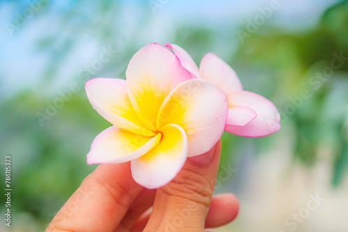 手に持ったプルメリアの花、フラ ハワイ