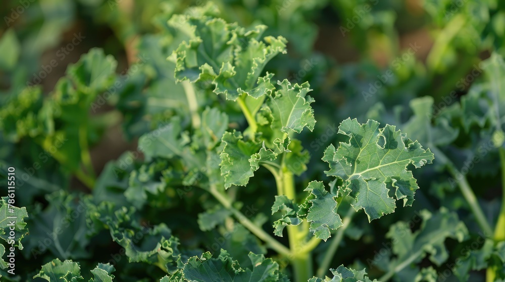 Fototapeta premium A wild kale plant with a vibrant green color is growing