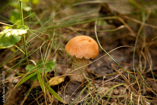 Red boletus mushroom in the wild. Red boletus mushroom grows on the forest floor at autumn season..