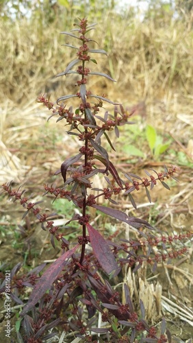 Ammannia, Ammannia baccifera, Ammannia coccinea, and Ammannia multiflora photo