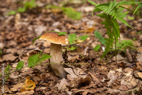Boletus mushroom in the wild. Porcini mushroom grows on the forest floor at autumn season..