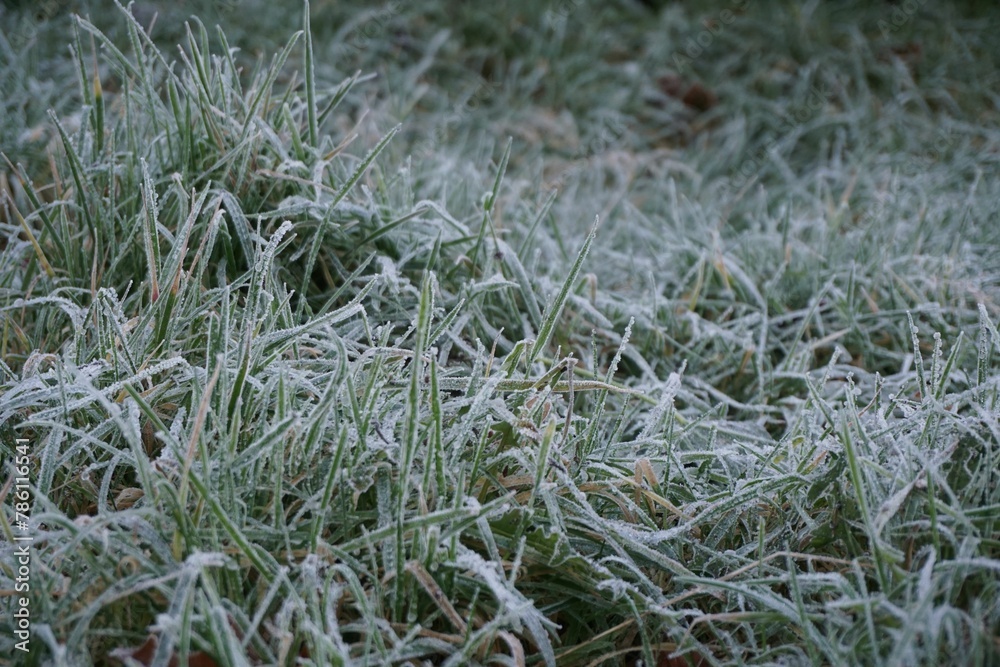 Frost on the grass in winter Frost on the grass in winter