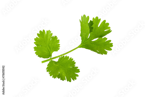 Green cilantro leaves isolated on white background. Coriander leaves.