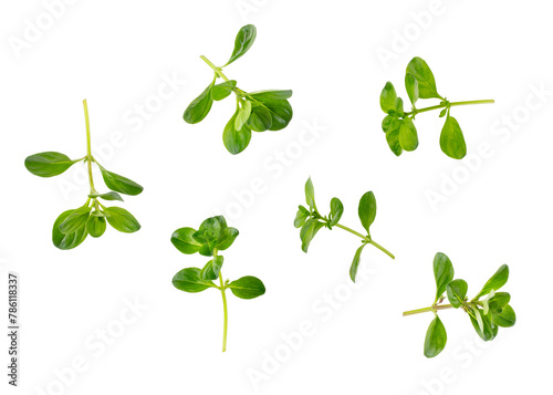Fresh thyme leaves isolated on white background.