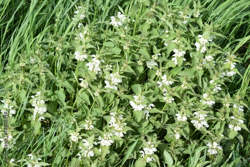 white blooming spring plants